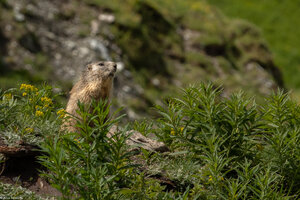 Banque d'images personnelle photographe, illustrations, d�coration, posters, photos d'art, publicit�