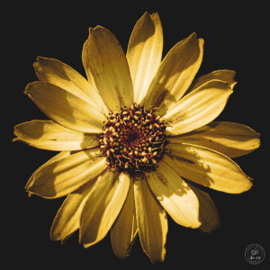 Banque d'images personnelle photographe, illustrations, dcoration, posters, photos d'art, publicit